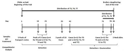 Effect of Feed Additives on Productivity and Campylobacter spp. Loads in Broilers Reared under Free Range Conditions